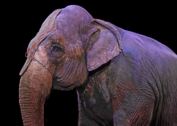 Everything about laws about the use of wild animals in circuses