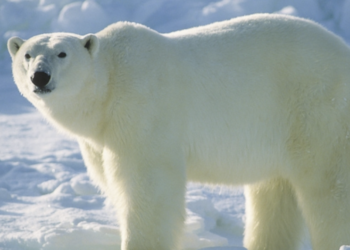 These Amazing Canadian Ocean Sanctuaries Provide Protection for Arctic Wildlife
