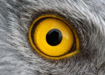 Why Are A Bird’s Eyes On The Side Of Its Head?