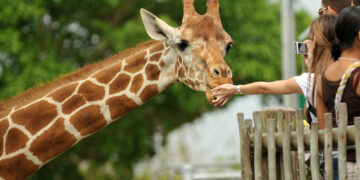 Zoology 101: How To Be On Your Best Behavior at the Zoo