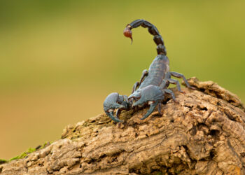 Why we should love poisonous venom