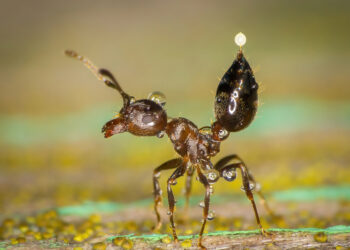 Here’s a list of world’s worst stinger