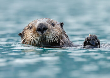 Interesting Facts About The Ability of Sea Otters to Use Tools