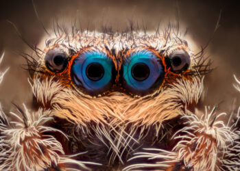 Why Do Spiders Have So Many Eyes?