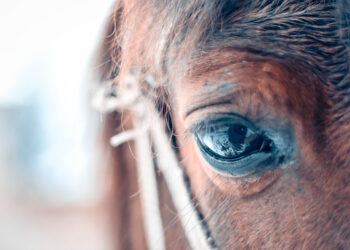 Extraordinary Ability of Horses to Remember Facial Expressions